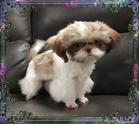 Tiny little female chinese imperial shih tzu puppies for sale teacup
